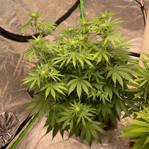 Royal Gorilla  growlog timeline photo