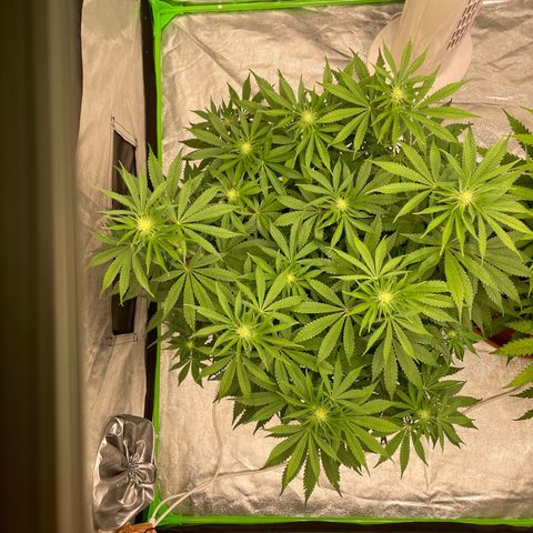 Royal Gorilla  growlog timeline photo