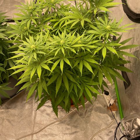 Kä Plan growlog timeline photo