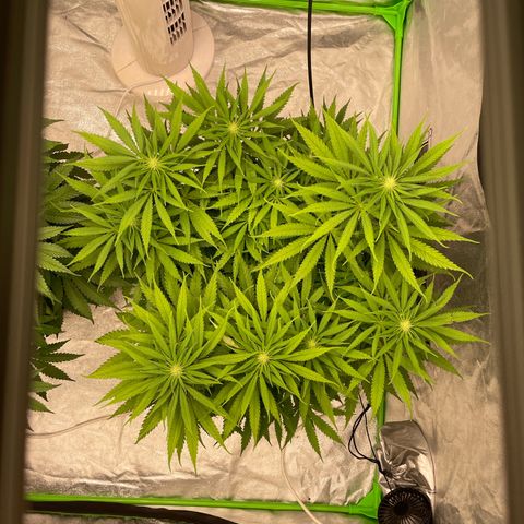 Kä Plan growlog timeline photo