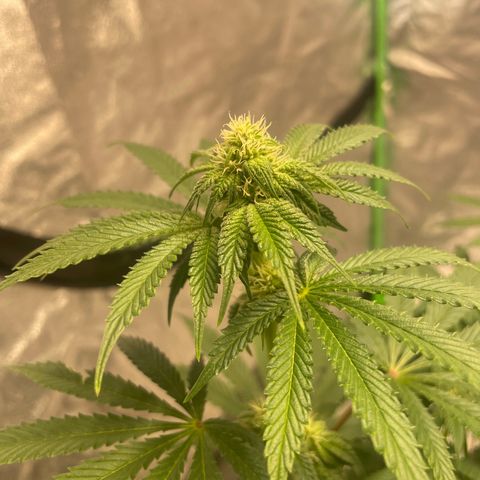 Royal Gorilla  growlog timeline photo