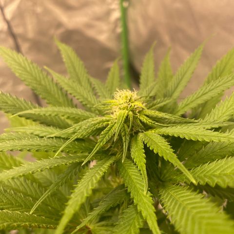 Kä Plan growlog timeline photo