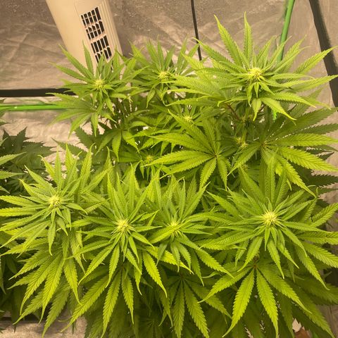 Kä Plan growlog timeline photo
