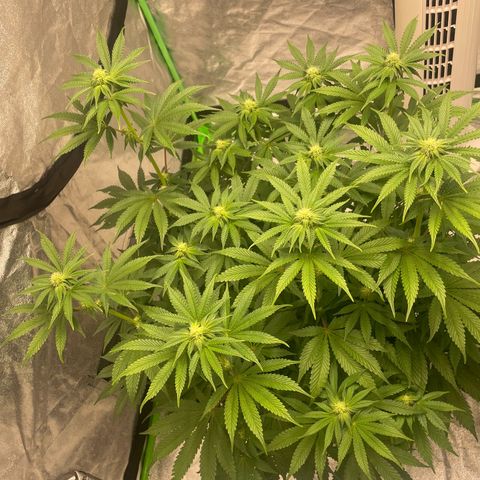 Royal Gorilla  growlog timeline photo