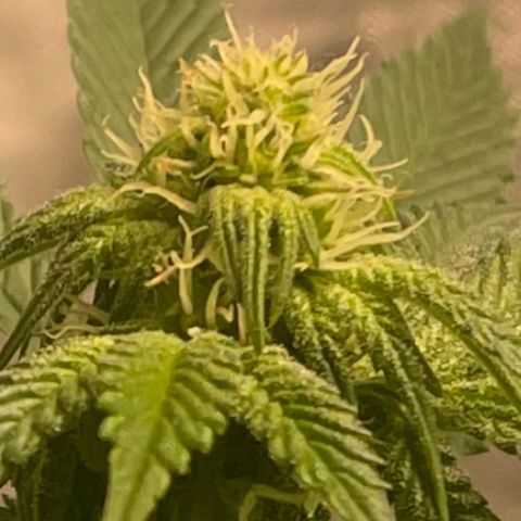 Royal Gorilla  growlog timeline photo
