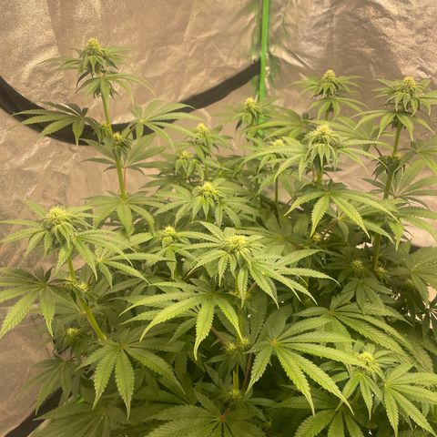 Royal Gorilla  growlog timeline photo