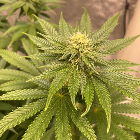 Royal Gorilla  growlog timeline photo