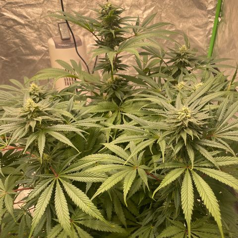 Kä Plan growlog timeline photo