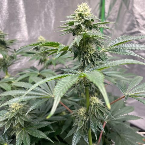 Kä Plan growlog timeline photo