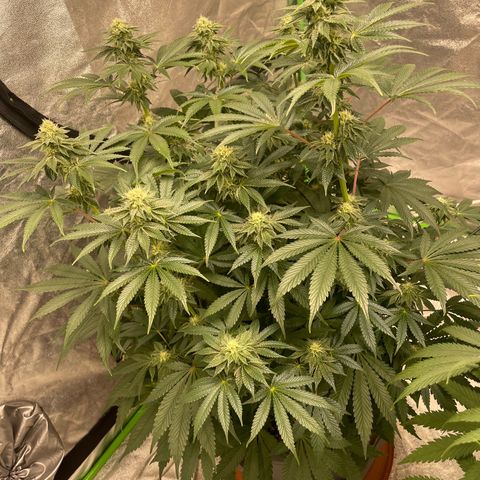 Royal Gorilla  growlog timeline photo