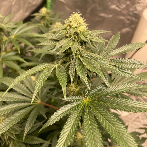 Royal Gorilla  growlog timeline photo