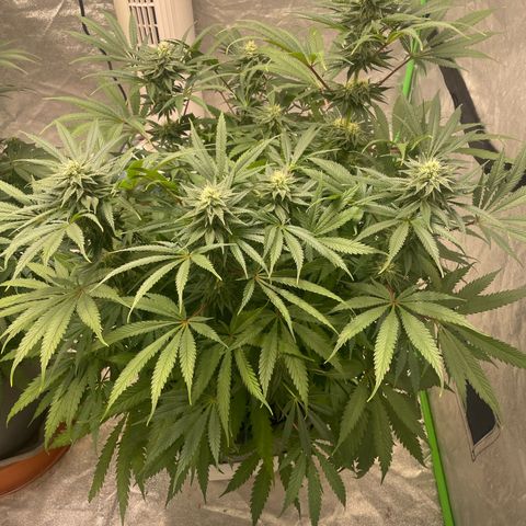 Kä Plan growlog timeline photo
