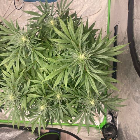 Kä Plan growlog timeline photo