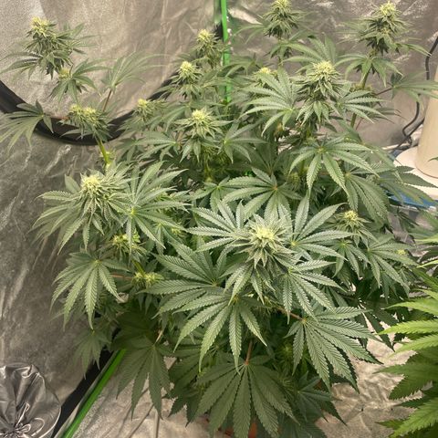 Royal Gorilla  growlog timeline photo