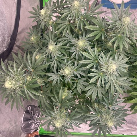 Royal Gorilla  growlog timeline photo