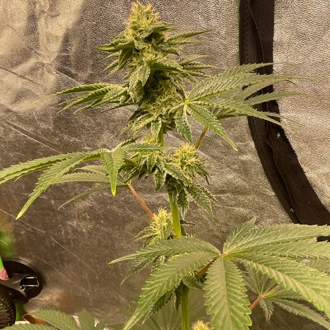 Royal Gorilla  growlog timeline photo