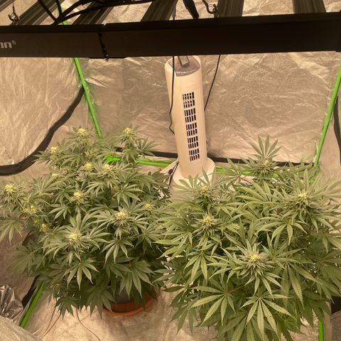 Royal Gorilla  growlog timeline photo