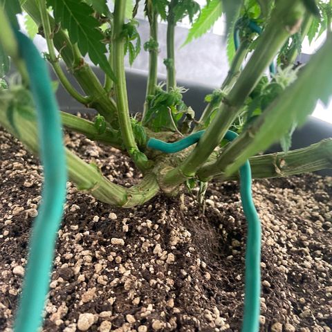 Royal Gorilla  growlog timeline photo