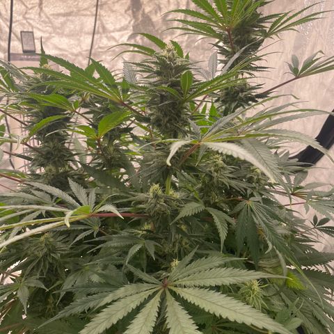 Kä Plan growlog timeline photo