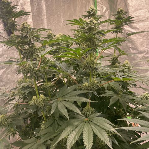 Royal Gorilla  growlog timeline photo