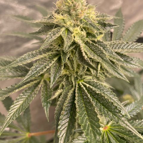 Royal Gorilla  growlog timeline photo