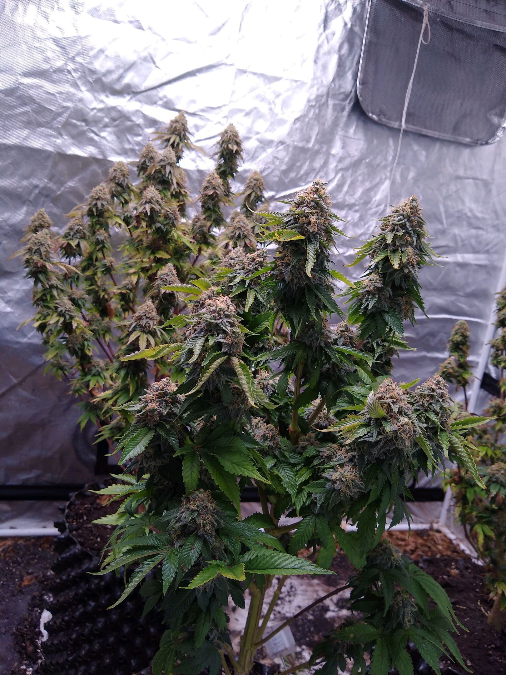 White queen growlog header