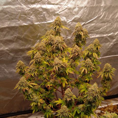 White queen growlog photo