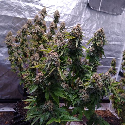 White queen growlog photo