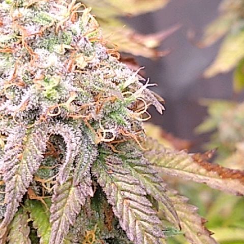 White queen growlog photo