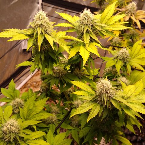 White queen growlog photo