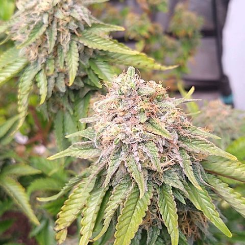 White queen growlog photo