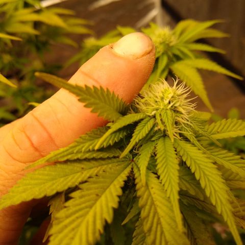 White queen growlog photo: 4 weeks into flowering