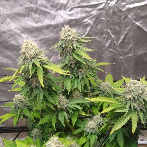 White queen growlog photo: 4 weeks into flowering