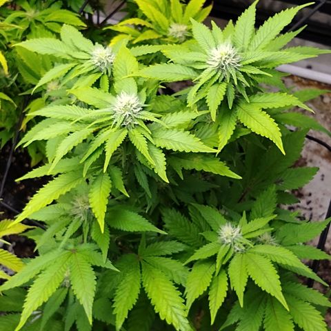 White queen growlog photo: 4 weeks into flowering