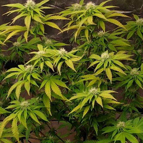 White queen growlog photo: 4 weeks into flowering