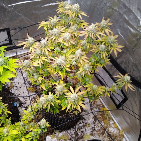 White queen growlog photo: 4 weeks into flowering