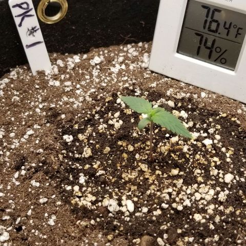 Purple Kush Auto #1 growlog timeline photo