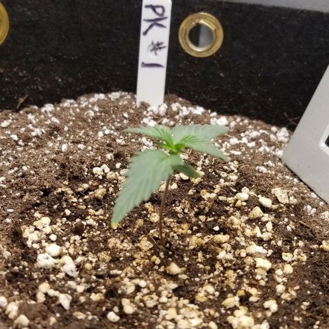 Purple Kush Auto #1 growlog timeline photo