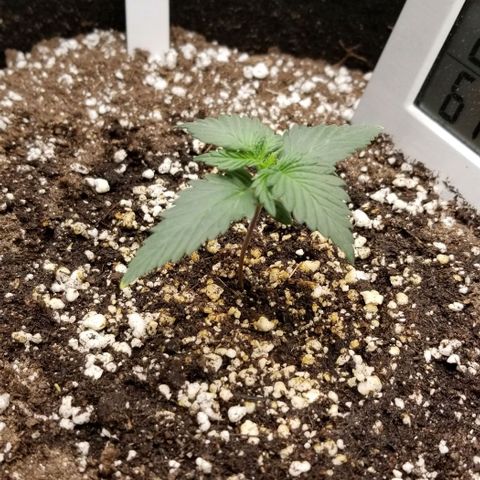 Purple Kush Auto #1 growlog timeline photo