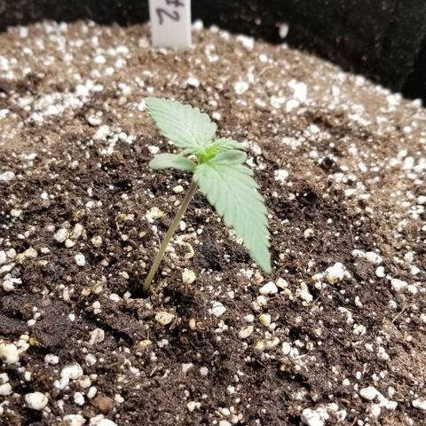 Purple Kush Auto #2 growlog timeline photo