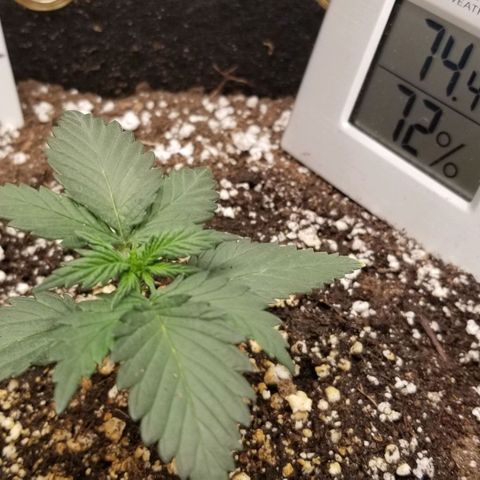 Purple Kush Auto #1 growlog timeline photo