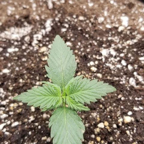 Purple Kush Auto #2 growlog timeline photo