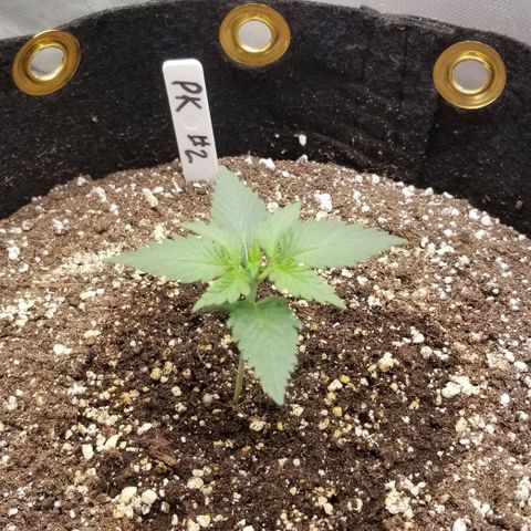 Purple Kush Auto #2 growlog timeline photo