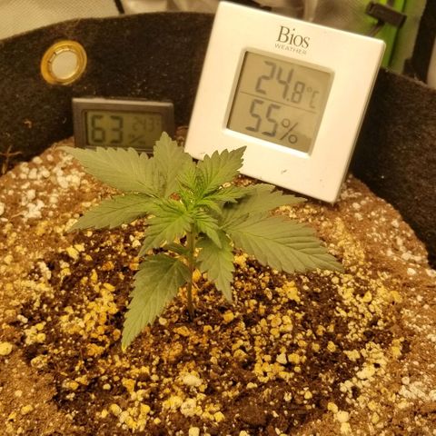 Purple Kush Auto #1 growlog timeline photo