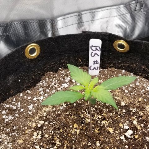 Bloody Skunk Auto #3 growlog timeline photo
