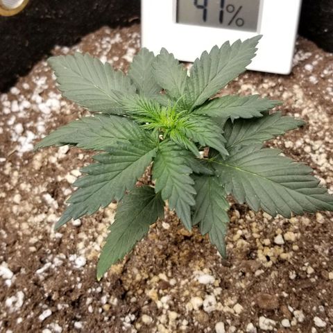 Purple Kush Auto #1 growlog timeline photo