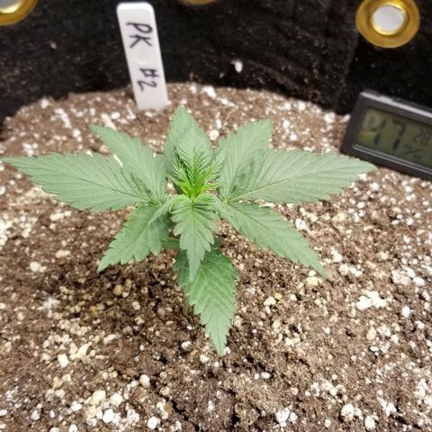 Purple Kush Auto #2 growlog timeline photo