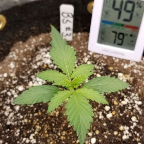 Bloody Skunk Auto #3 growlog timeline photo