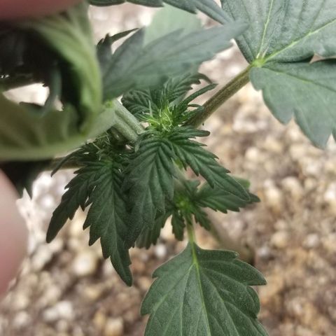 Purple Kush Auto #1 growlog photo: Showing sex
