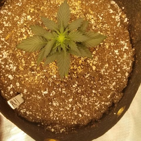 Purple Kush Auto #1 growlog photo: Showing sex